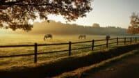 Horses grazing in the morning mist.